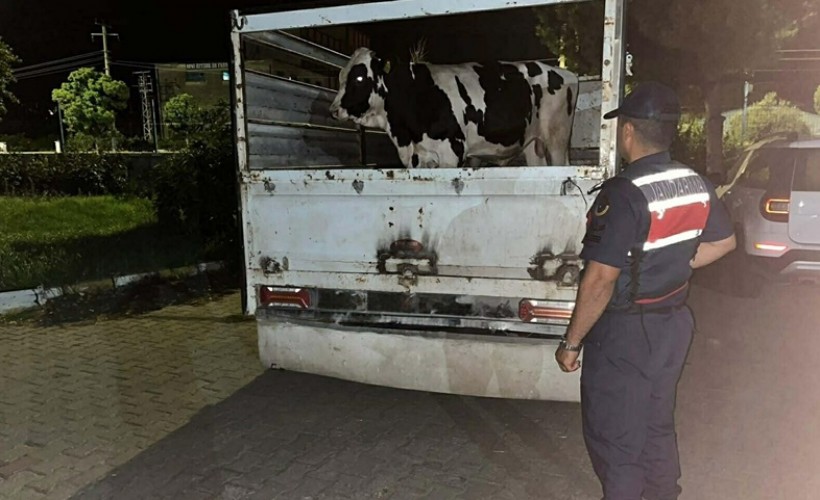 Aydın'da büyükbaş hayvan dolandırıcılığına 3 gözaltı