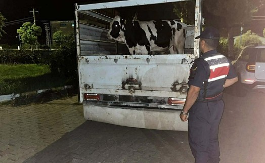 Aydın'da büyükbaş hayvan dolandırıcılığına 3 gözaltı