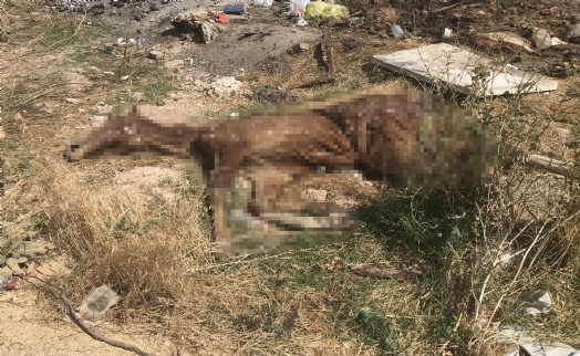 Bolvadin'de açık alandaki hayvan ölüleri tepki çekti