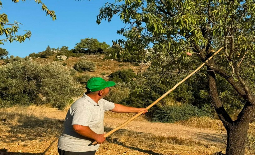 Datça bademinin hasadı başladı