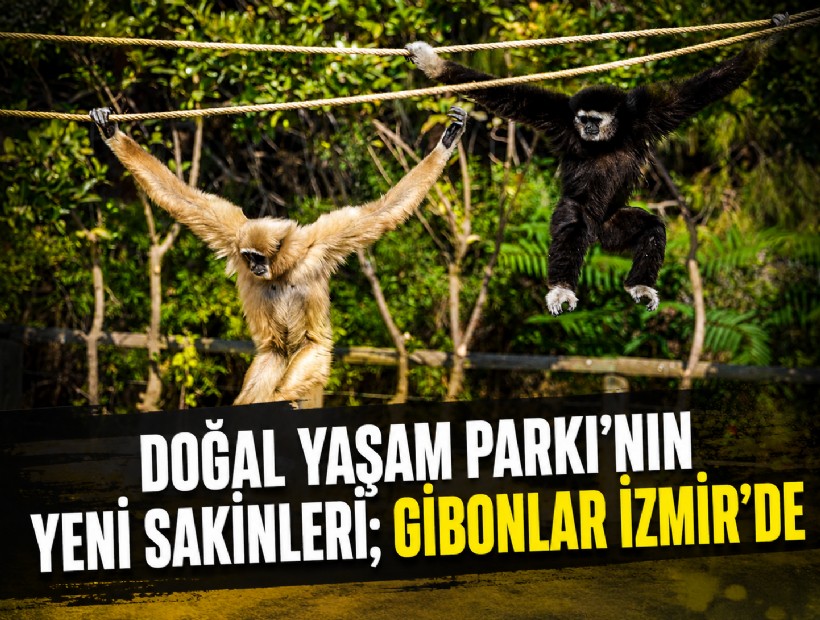 Doğal Yaşam Parkı’nın yeni sakinleri; Gibonlar İzmir’de
