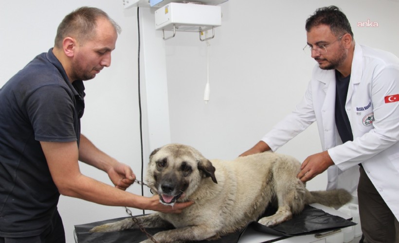 Giresun’da otomobiliyle köpeği ezen sürücü serbest bırakıldı