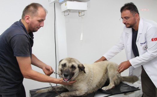Giresun’da otomobiliyle köpeği ezen sürücü serbest bırakıldı
