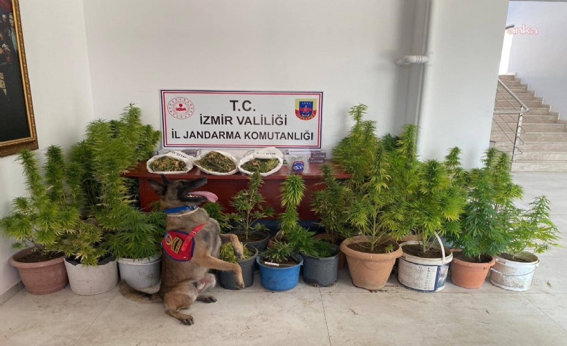 İzmir'de Jandarmadan uyuşturucu operasyonu: 8 kilo 339 gram esrar ele geçirildi