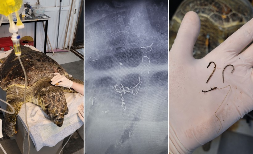 Kıyıya vuran caretta 'Enver' hayata tutundu