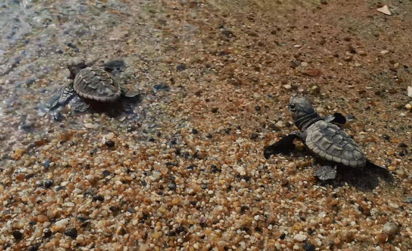 Kuşadası'nda caretta caretta yavruları denizle buluştu