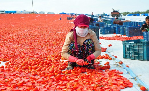 Manisa'nın domates kurutma mesaisi başladı