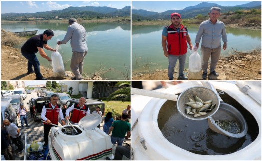 Manisa'da baraj ve göletlere 1 milyon 285 bin sazan yavrusu bırakıldı