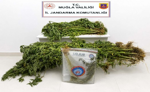 Muğla'da uyuşturucu operasyonlarında 33 tutuklama