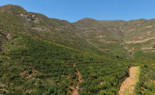Muğla'daki büyük yangınların 5. yılında güzel haber