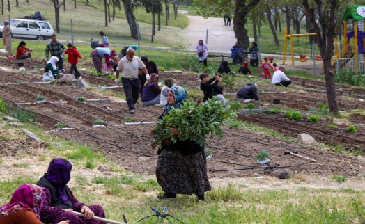 Toprakta hayat, sofrada bereket: Mahalle Bostanları'nda yaz hasadı