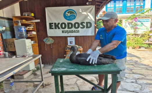 Uçamayan karaleylek kurtarıldı: EKODOSD'den sulak alanlar için alarm!