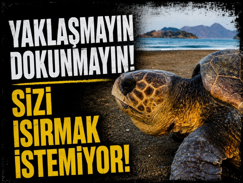 Uzmanından caretta caretta uyarısı: Yaklaşmayın, dokunmayın