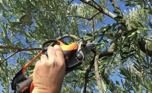 Buca Belediyesi'nden ücretsiz sertifikalı zeytin budama eğitimi