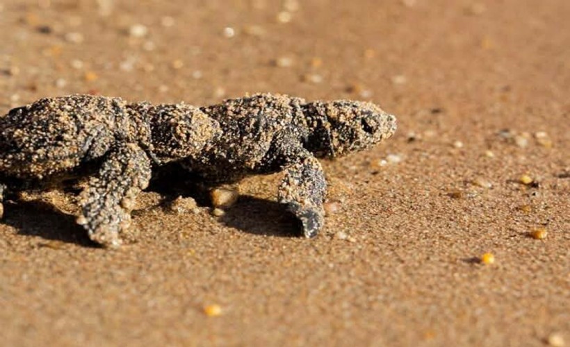 Didim’de 11 yuvadan çıkan 476 caretta caretta yavrusu denizle buluştu