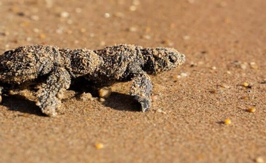 Didim'de 11 yuvadan çıkan 476 caretta caretta yavrusu denizle buluştu