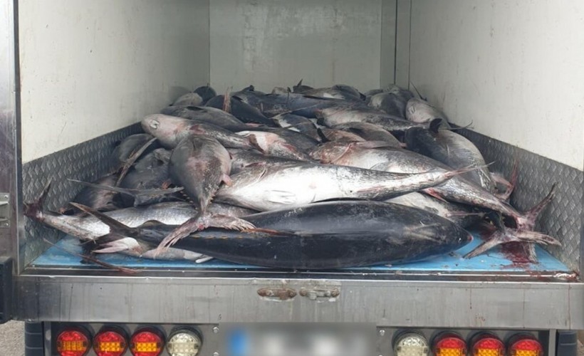 Güzelbahçe'de 3 ton mavi yüzgeçli orkinos ele geçirildi