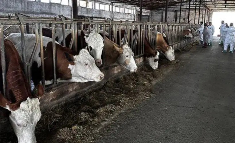 İzmir'de şap alarmı: ‘Hareketler durdurulmalı’