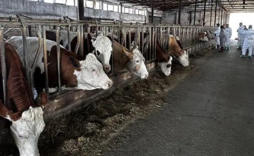 İzmir'de şap alarmı: ‘Hareketler durdurulmalı’
