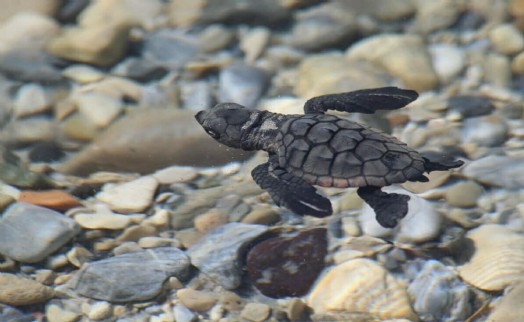 Kuşadası'nda son 2 günde 214 caretta caretta yavrusu daha denizle buluştu