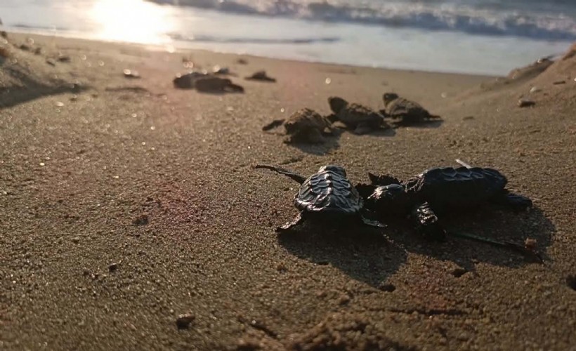 Kuşadası’nda yuvada sıkışan 22 caretta caretta yavrusu denizle buluşturuldu