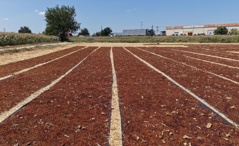Manisa'da kurumaya bırakılan üzümler renk cümbüşü oluşturdu