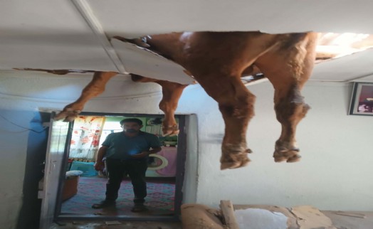 Nazilli'de çatıya düşen dana salon tavanında sıkıştı