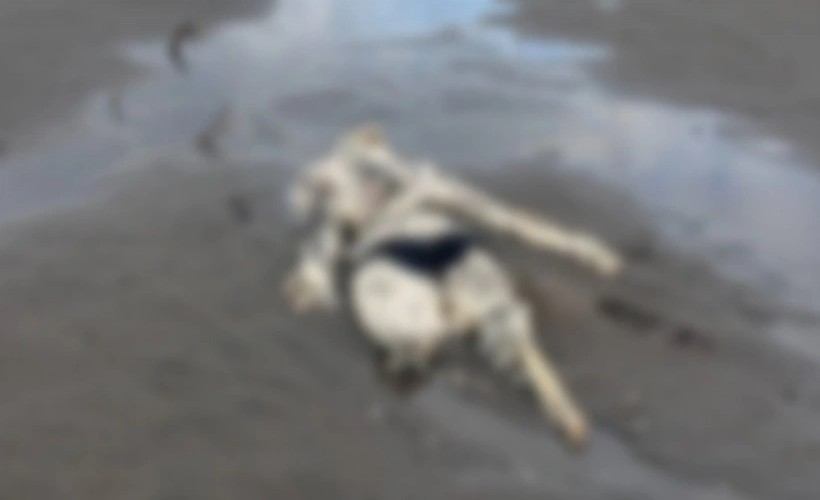 Samsun'da sahilde çürümüş halde insan iskeleti bulundu