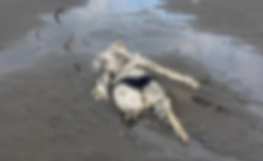 Samsun'da sahilde çürümüş halde insan iskeleti bulundu