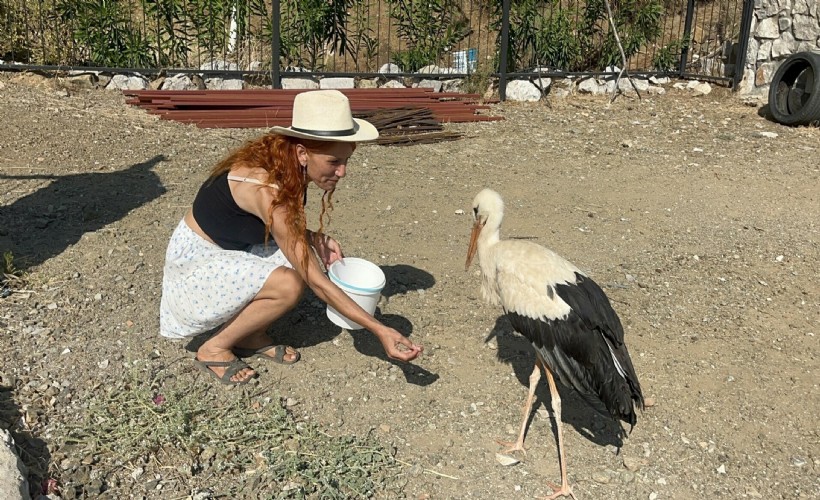 Sitenin bahçesine konan leyleğe sahip çıkıp, balık ve etle besliyorlar