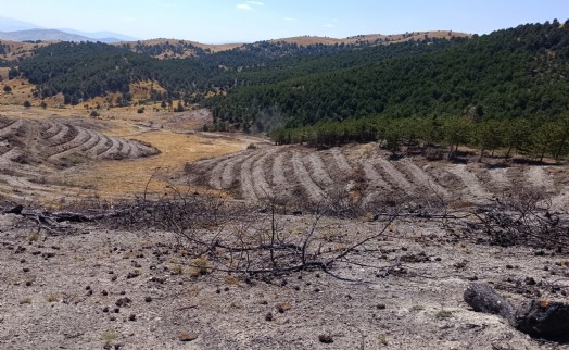 Yanan orman alanları ağaçlandırılacak