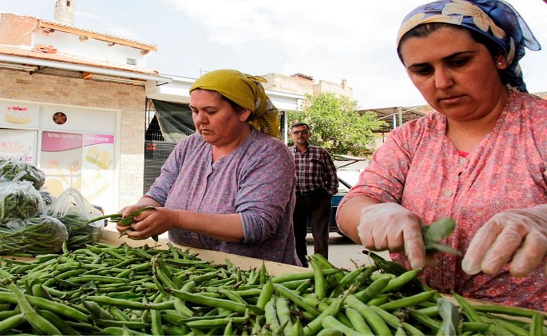 Kaymakçı baklasına Büyükşehir desteği