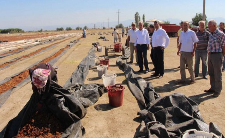 'Rusya uçağı üzümcünün üzerine düştü'