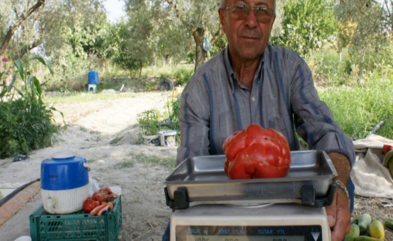 1 kilo ağırlığında domates yetiştirdi