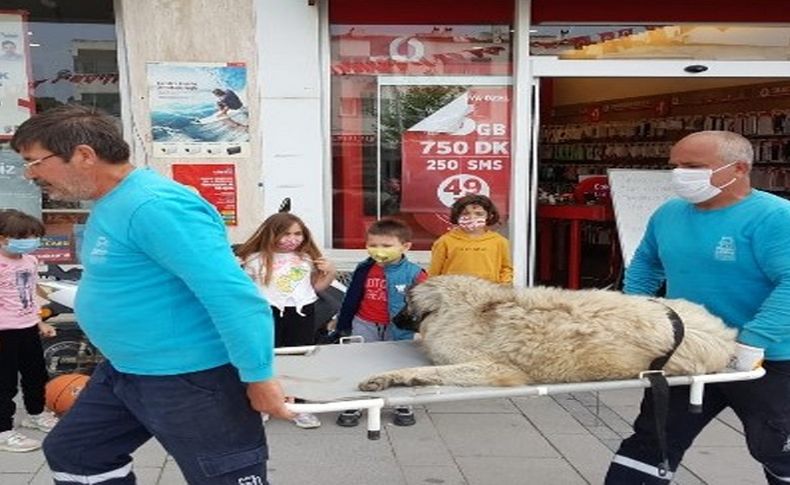 Pitbull tarafından ısırılan sokak köpeği sedyeyle tedaviye götürüldü