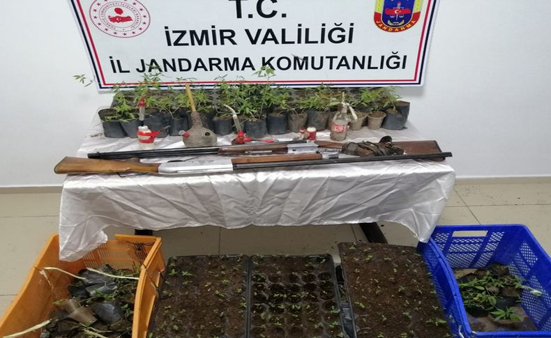 İzmir'de 9 bin 381 kök Hint keneviri ele geçirildi