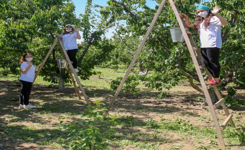 İzmir’de kiraz hasadı için Biz Varız dayanışması başladı
