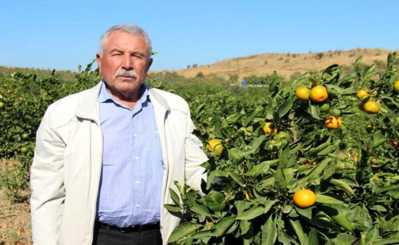 Meşhur satsuma mandalinada 'yok yılı'