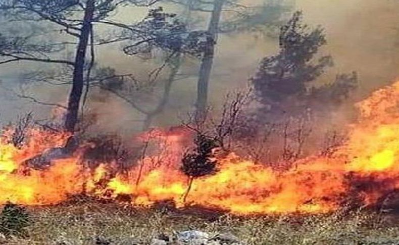 Sayıştay: Muğla orman yangınlarında ihmal var