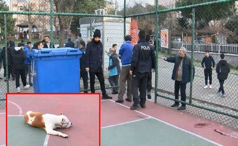 Bir pitbull dehşeti daha! 2 yaralı