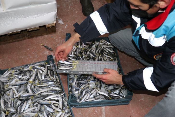 İzmir'de boy ve av yasağına uymayan 8 tona yakın balığa el konuldu
