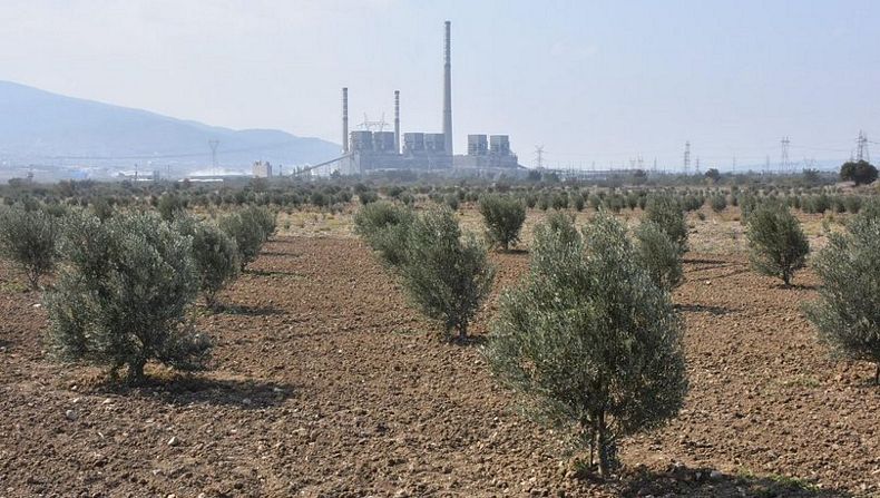 Bakanlık zeytin ağaçlarıyla ilgili açıklama yaptı
