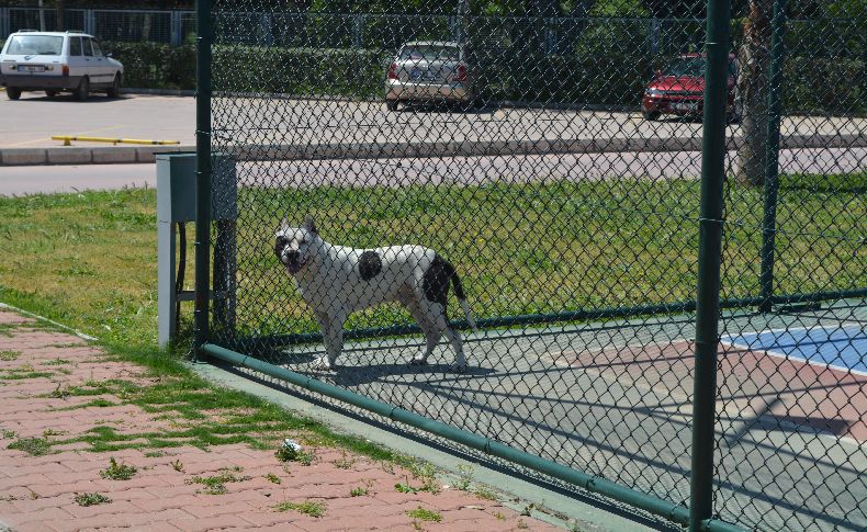 İzmir'de pitbull dehşeti