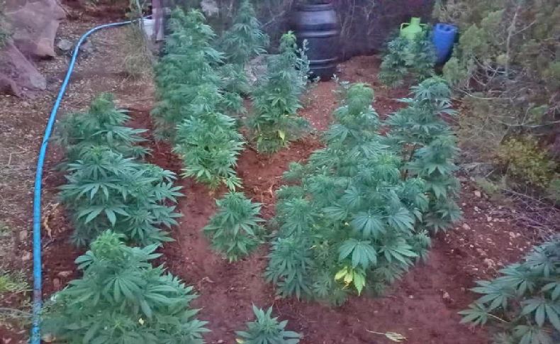 Boş arazide 155 kök kenevir ele geçirdi