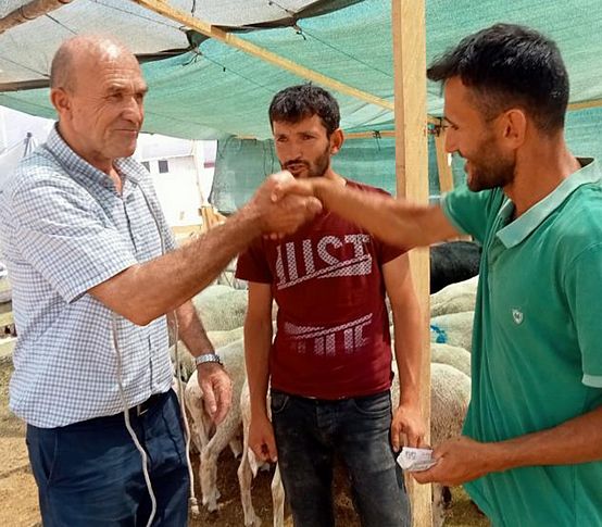 Bayram geldi kurbanlık fiyatları düştü