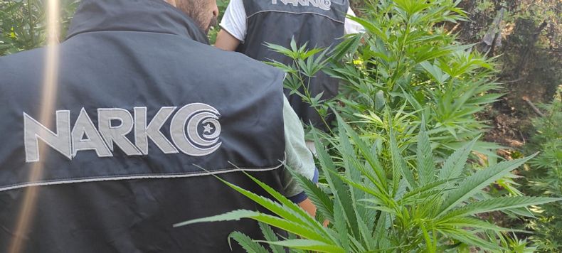İzmir'de uyuşturucu tacirlerinin tarlasına baskın