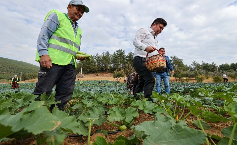 Bucalı çiftçilerden kış sezonunun ilk hasadı