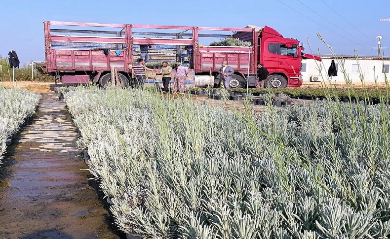 Ödemiş fidanlığından Ankara’ya bitki sevkiyatı