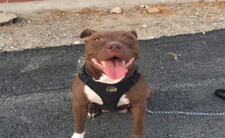 Şila'yı diri diri yakan cani tutuklandı