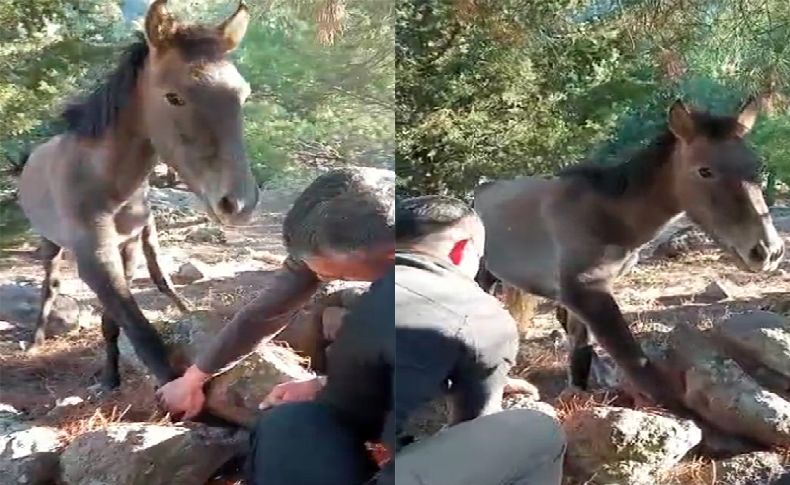 Taşların arasına ayağı sıkışan yabani atı, vatandaşlar kurtardı